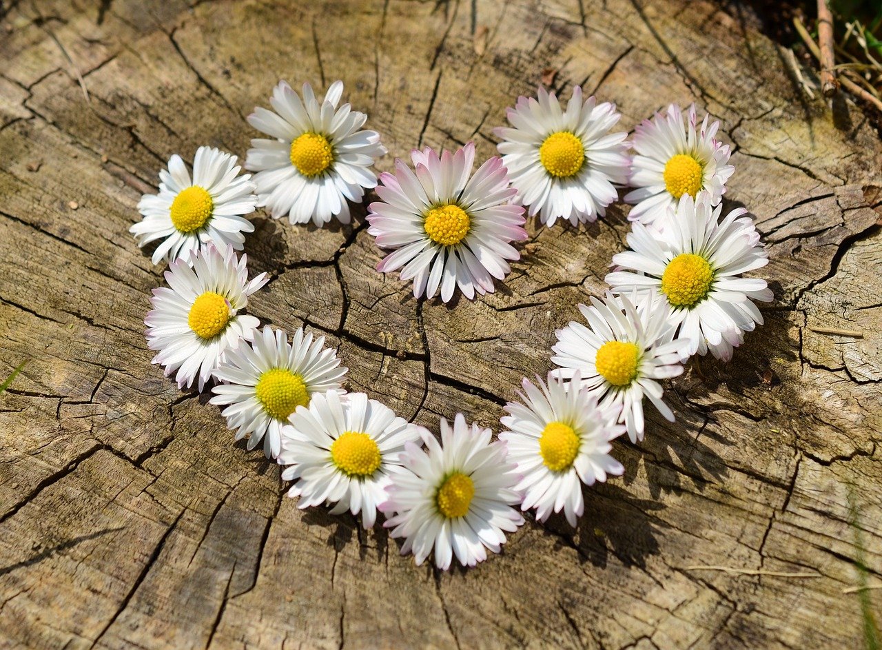 daisy-712892_1280